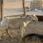 شاه حريه تم البيع