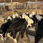 طليان نجد 15 ضحايا ( تم البيع خارج الموقع )