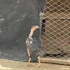 فرخ شامو الماني