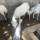 السلام عليكم
