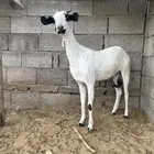 عنز بشيه منتوج فاخرة