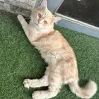 بسه للتبني شامل ملحقاتها في حي الاجاويد