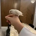 للبيع طيور روز