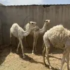 حشوان طيبه
