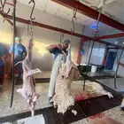 ذبايح طيبه نعيمي حري واسعار منافسه