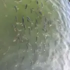 سمك بلطي للبيع نظيف شرط