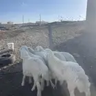 طليان ذبايح