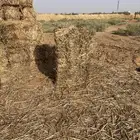 ذرة جيزانية حمراء