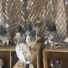 حمام باكستاني