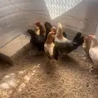 دجاج بياض للبيع