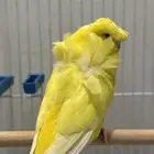 بادجي هوقو لاتينو عيون حمراء