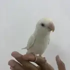 زوج روز البينو عيون حمرا اليف للبدل