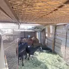 غنم للبيع