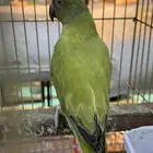 للبيع انثى قرين اوبلاين (طفرة) جاهزة للانتاج