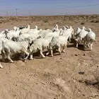 بهم حري مراح