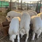 طليان حري سواكن تيوس بلدي