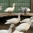 بط بيور