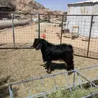 تيس فحل