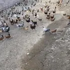 دجاج بلدي
