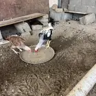 دجاج بلدى نظيف حضان ومضمون