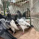 حمام باكستاني