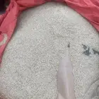 شعير بلدي نظيف