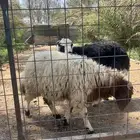 غنم تربية مزرعة