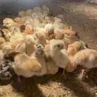 صوص بلادي