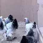 دجاج برهما البيع العدد 6حبات