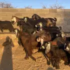 معزا عوارض دفع جبرات بفحلها عدد 20