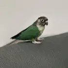 كنيور كرتواز
