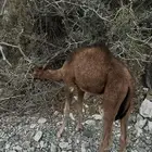 قعود