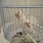 طير روز هدد داخلي وخارجي