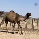 ناقه ضريبه طيبه طيبه وبطنها طيب