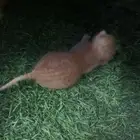 قط رضيع