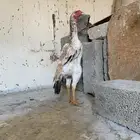 دجاجه شامو ياباني توب