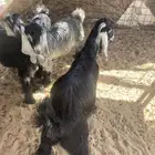 تيوس عوارض. ذبح. او. قني.