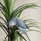 دره هولندي