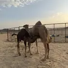 ناقة خلفة للبيع