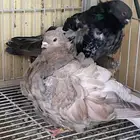 جوز كشكي