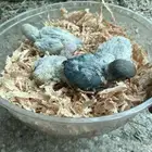 فروخ روز العدد 9