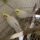 ازواج كروان للبيع