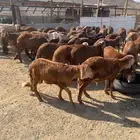 طليان سواكن درجه اول