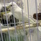 للبيع انثي كناري
