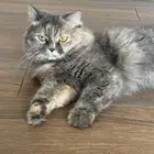 قطة انثى شيرازي للتبني