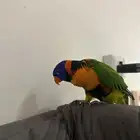 لوري ريد كلاوريد