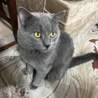 قط بريطاني للبيع ب800 العمر سنه و3 شهور فئ الاحساء