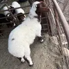 هرفي من تحت أمه فيه بعج خفيف