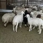 نعيم طيبه طرف وظهر الأعمار فوق 7 شهور إلى يبي