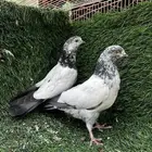حمام باكستاني